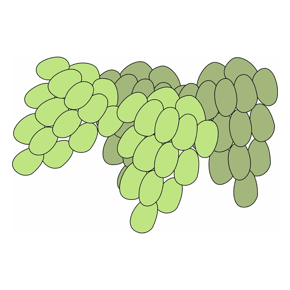 grapes