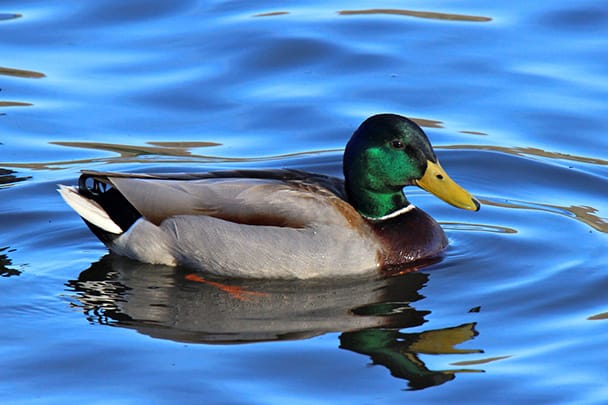 duck