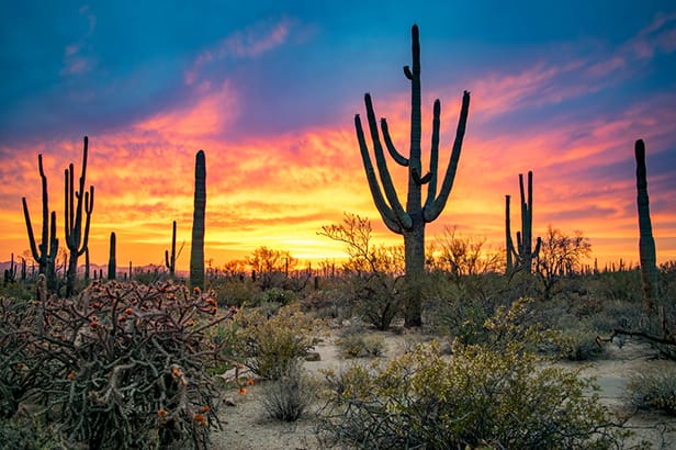 cacti
