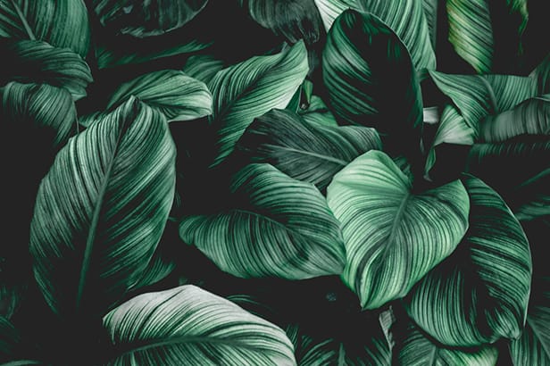 leaf