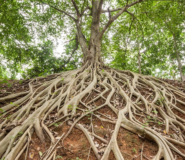 roots