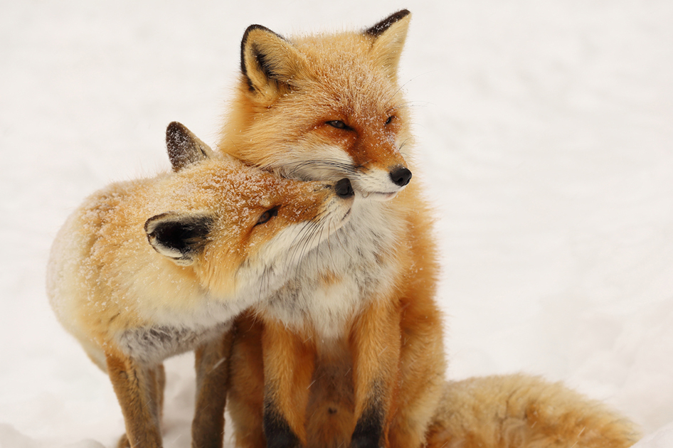 foxes