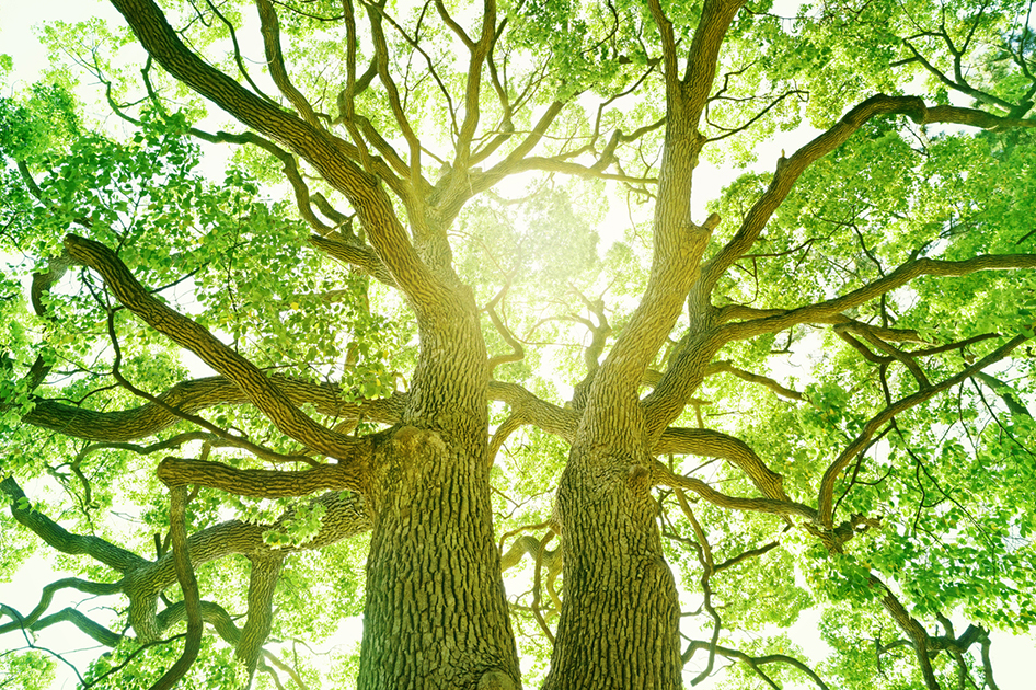 branches