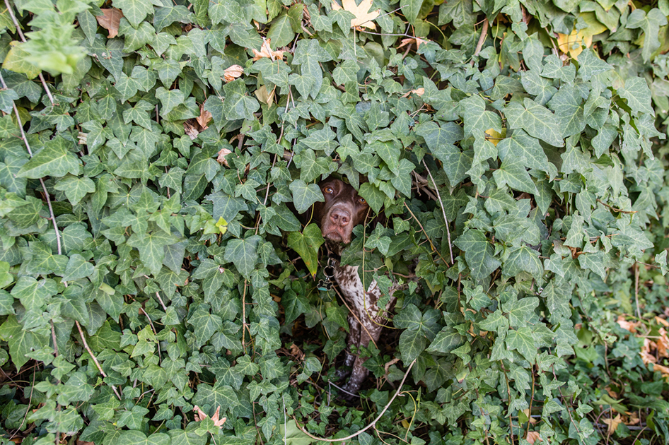 bushes