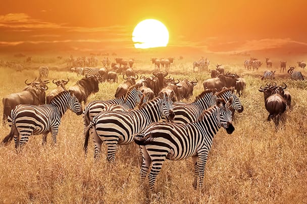 group_image