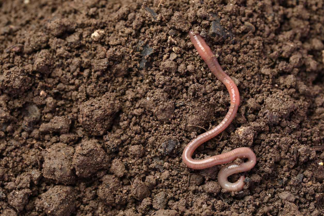 earthworm
