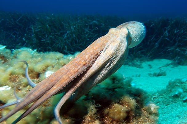 squid